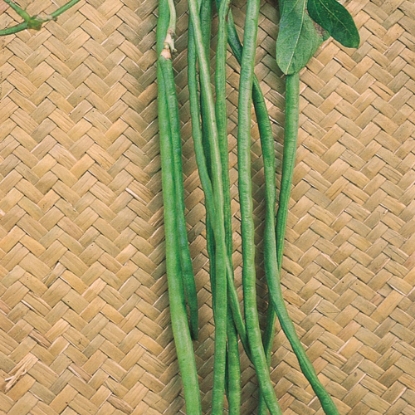 Picture of Climbing French Bean - Yard Long